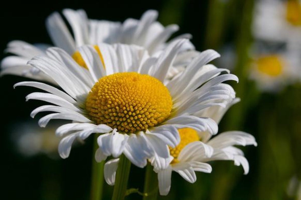 ფდაბადბადბაფდბაფდბ