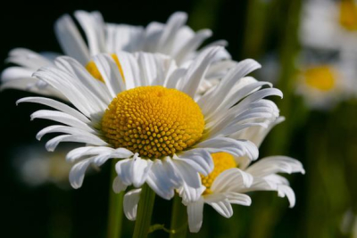 ფდაბადბადბაფდბაფდბ